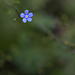 1-10 Project: 5 Blue Petals in a Sea of Green