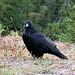 Raven in Banff National Park (Canada)