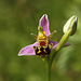 Bee Orchids @ Combe Haven CSP