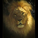 San Francisco Zoo: Lion