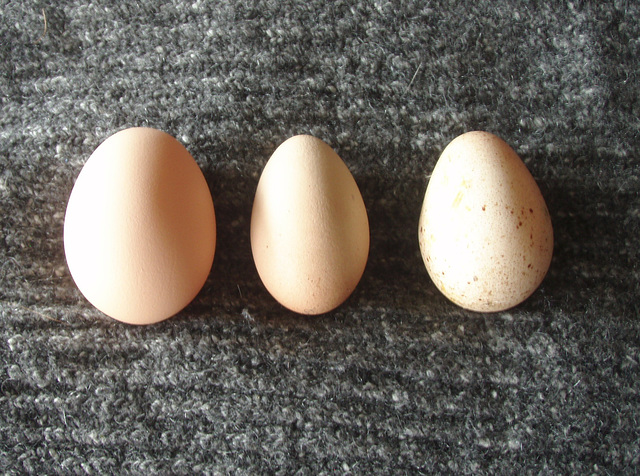 chook vs guinea egg