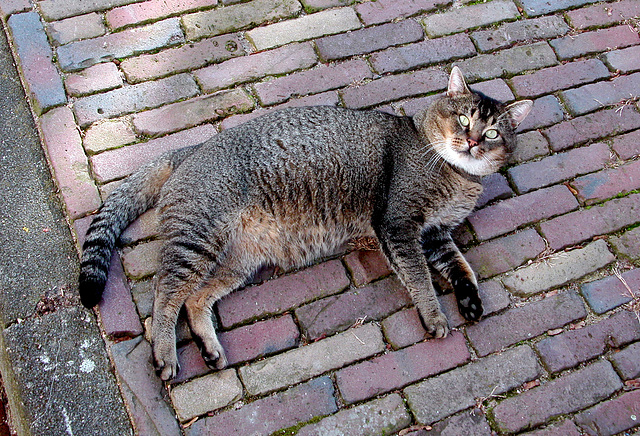 Public cat in Leiden awaiting some stroking