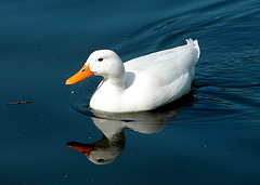 Reflected duck in Waterlow Park