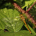 Early Common Darter