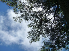 Arbol frente a nubes
