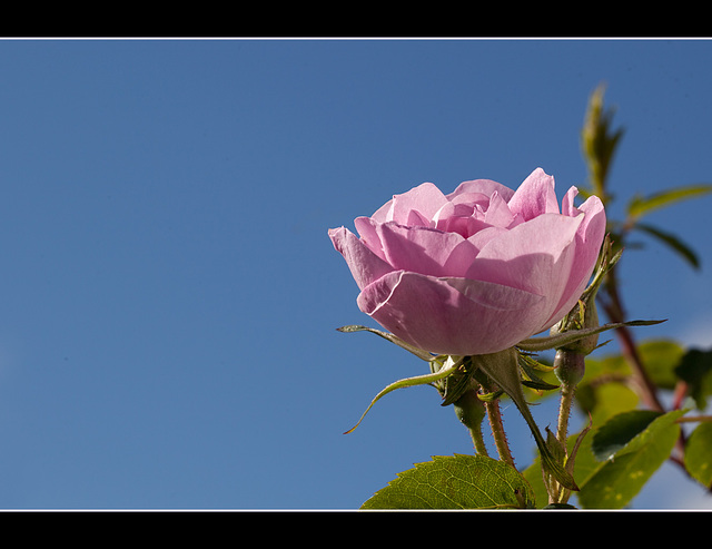 Old-Fashioned Pink Rose: The 119th Flower of Spring & Summer!
