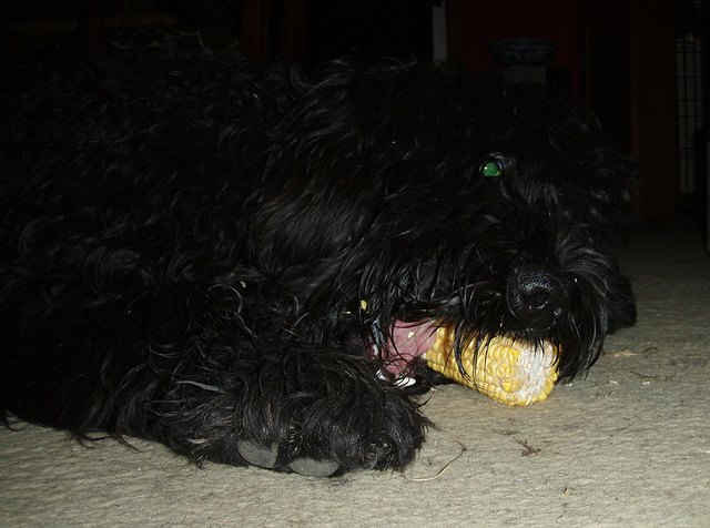 Fonzie loves corn