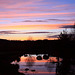 Dusk colours on the pond - 19 January