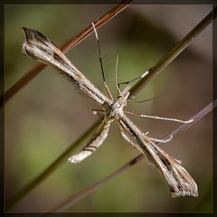 The Weird and Wonderful Plume Moth