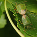 Common Green Shieldbug Pair