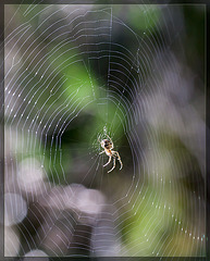 AHHHHHHH!!! I Ran Into A Spider Web!!