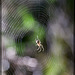 AHHHHHHH!!! I Ran Into A Spider Web!!