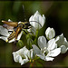 Golden Velvet Beetle Ready for Takeoff! (False Blister Beetle: Oedemera)