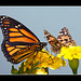 The Lovely Monarch and Painted Lady [Explore #37]