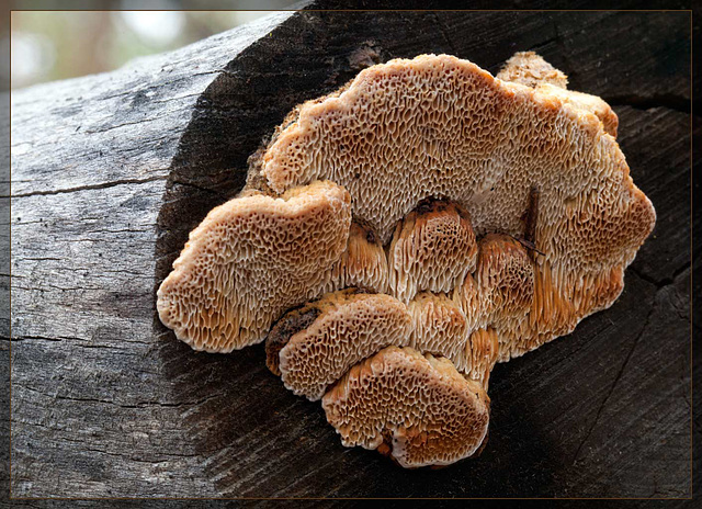 Land Coral? No! Fabulous Fungi!