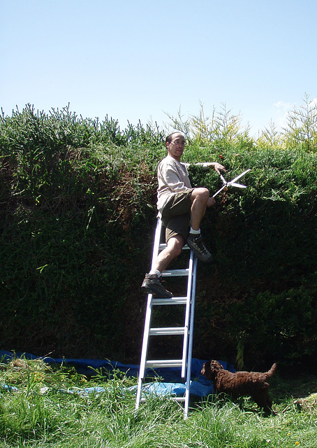 Tomás pruning the cypress hedge