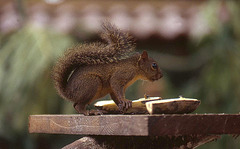Wood Squirrel
