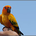 Pirate's Parrot Show: Sun Conure (Held by Chris Biro)
