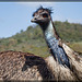 The Immense Emu