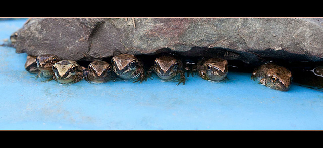 Lucky's Pond: Graduation Day! (best viewed large!) [Explore #36]