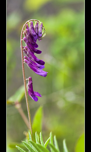 Hairy Vetch: The 75th Flower of Spring & Summer!