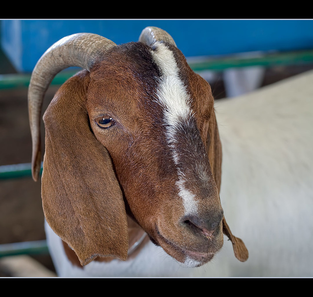 Jackson County Fair: Boer Goat Portrait