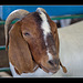 Jackson County Fair: Boer Goat Portrait