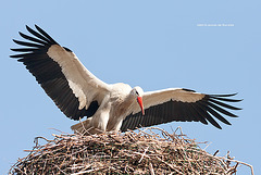 White Stork / Ooievaar (Ciconia ciconia)
