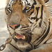 tiger close up