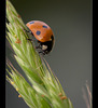 Darling Ladybug