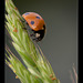 Darling Ladybug