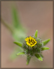 Slender Tarweed: The 115th Flower of Spring and Summer! [Explore #38]