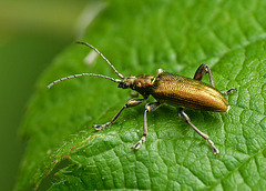Reed Beetle