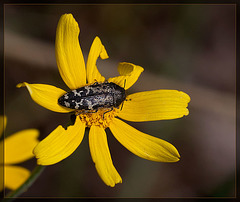 Black & Grey Mottled Jewel Beetle on Oregon Sunshine