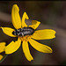 Black & Grey Mottled Jewel Beetle on Oregon Sunshine
