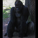 San Francisco Zoo: Silverback Gorilla