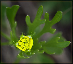 Swamp Buttercup: The 74th Flower of Spring & Summer!