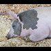 Jackson County Fair: Piggy Snoozer