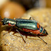 Malachite Beetle