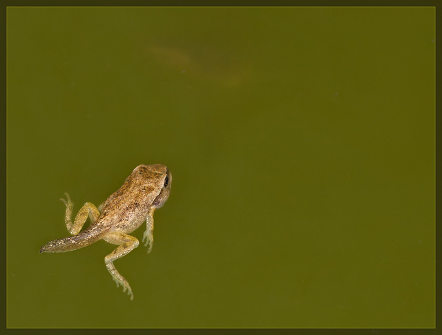 Lucky's Pond: Hangin' Out [Explore #33]