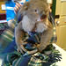 koala rescue!