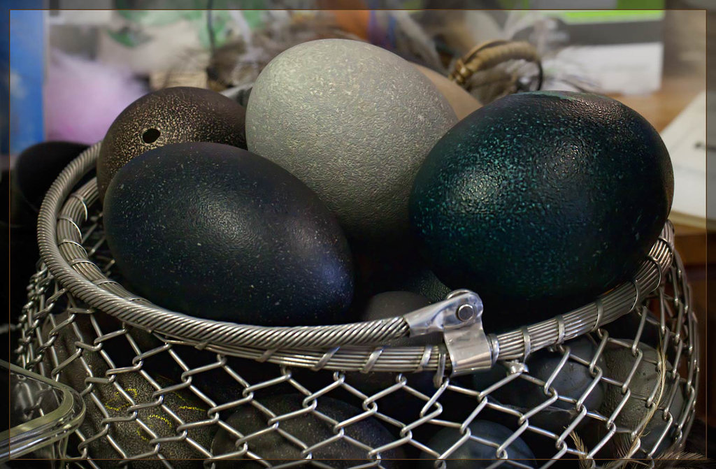 Basket of Emu Eggs
