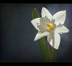 Daffodil Bride (1 picture below) [Explore]