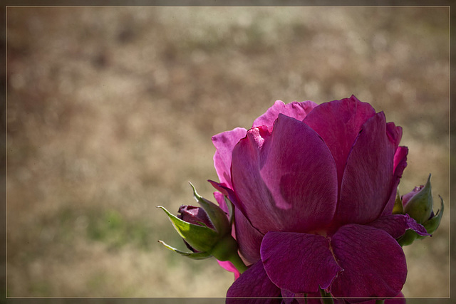 Pink Garden Rose: The 113th Flower of Spring & Summer!