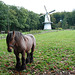 A visit to the Open Air Museum (Heritage Park): happy horse and a windmill