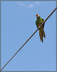 Pirate's Parrot Show: Bird on a Wire!