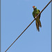 Pirate's Parrot Show: Bird on a Wire!