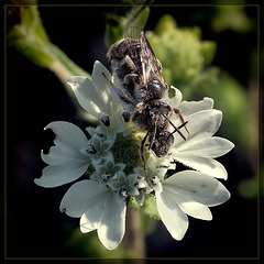 Amor! Two Bees on Rough Eyelash Blossom