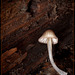 Glowing Mushroom
