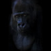 San Francisco Zoo: Silverback Gorilla Head-study